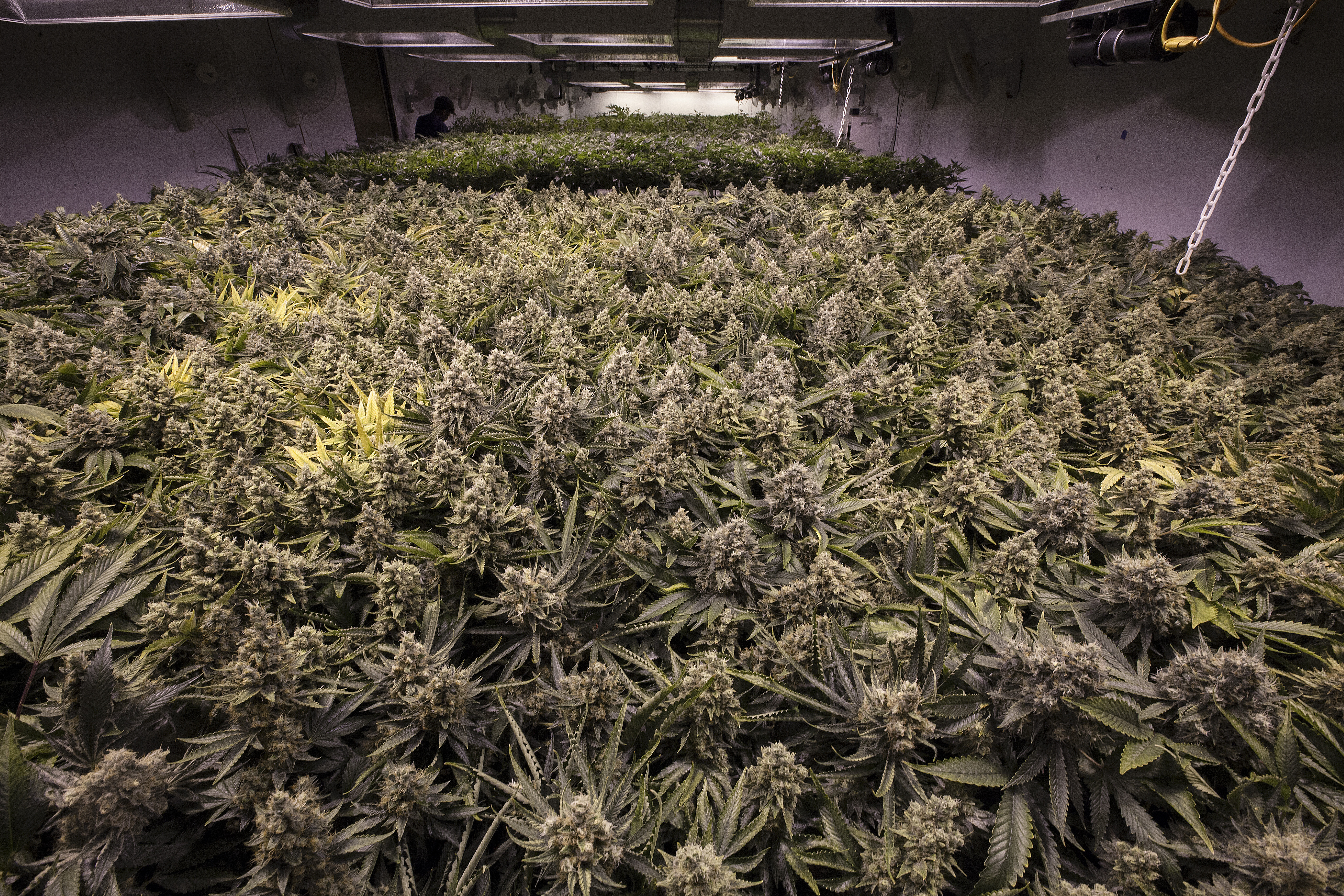 Oregon Indoor Marijuana Grow Operation Photo by Shutterstock